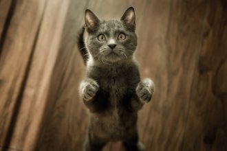 Kattenvoer