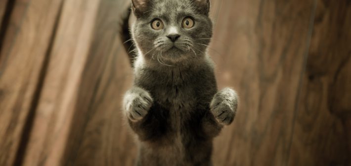 Kattenvoer