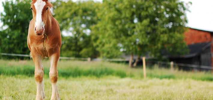 Glucosamine paard